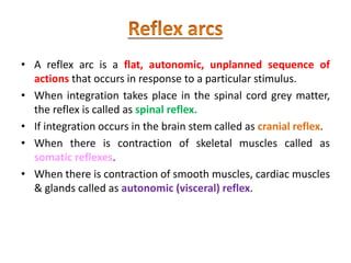 • A reflex arc is a flat, autonomic, unplanned sequence of
actions that occurs in response to a particular stimulus.
• When integration takes place in the spinal cord grey matter,
the reflex is called as spinal reflex.
• If integration occurs in the brain stem called as cranial reflex.
• When there is contraction of skeletal muscles called as
somatic reflexes.
• When there is contraction of smooth muscles, cardiac muscles
& glands called as autonomic (visceral) reflex.
 