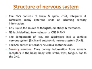 • The CNS consists of brain & spinal cord, integrates &
correlates many different kinds of incoming sensory
information.
• CNS is also the source of thoughts, emotions & memories.
• NS is divided into two main parts. CNS & PNS
• The components of PNS are subdivided into a somatic
nervous system (SNS) and autonomic nervous system (ANS).
• The SNS consist of sensory neuron & motor neuron.
• Sensory neurons: They convey information from somatic
receptors in the head, body wall, limbs, eyes, tongue, ear to
the CNS.
 