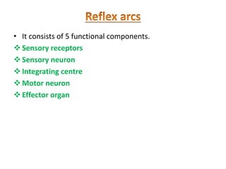 • It consists of 5 functional components.
Sensory receptors
Sensory neuron
Integrating centre
Motor neuron
Effector organ
 