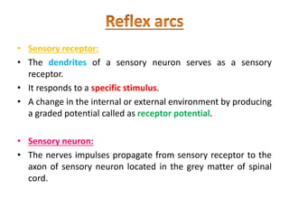 • Sensory receptor:
• The dendrites of a sensory neuron serves as a sensory
receptor.
• It responds to a specific stimulus.
• A change in the internal or external environment by producing
a graded potential called as receptor potential.
• Sensory neuron:
• The nerves impulses propagate from sensory receptor to the
axon of sensory neuron located in the grey matter of spinal
cord.
 