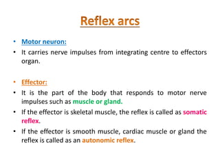 • Motor neuron:
• It carries nerve impulses from integrating centre to effectors
organ.
• Effector:
• It is the part of the body that responds to motor nerve
impulses such as muscle or gland.
• If the effector is skeletal muscle, the reflex is called as somatic
reflex.
• If the effector is smooth muscle, cardiac muscle or gland the
reflex is called as an autonomic reflex.
 
