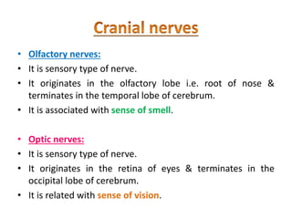• Olfactory nerves:
• It is sensory type of nerve.
• It originates in the olfactory lobe i.e. root of nose &
terminates in the temporal lobe of cerebrum.
• It is associated with sense of smell.
• Optic nerves:
• It is sensory type of nerve.
• It originates in the retina of eyes & terminates in the
occipital lobe of cerebrum.
• It is related with sense of vision.
 