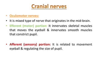 • Oculomotor nerves:
• It is mixed type of nerve that originates in the mid-brain.
• Efferent (motor) portion: It innervates skeletal muscles
that moves the eyeball & innervates smooth muscles
that constrict pupil.
• Afferent (sensory) portion: It is related to movement
eyeball & regulating the size of pupil.
 