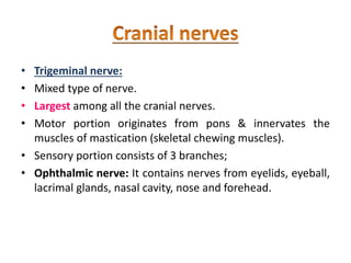 • Trigeminal nerve:
• Mixed type of nerve.
• Largest among all the cranial nerves.
• Motor portion originates from pons & innervates the
muscles of mastication (skeletal chewing muscles).
• Sensory portion consists of 3 branches;
• Ophthalmic nerve: It contains nerves from eyelids, eyeball,
lacrimal glands, nasal cavity, nose and forehead.
 