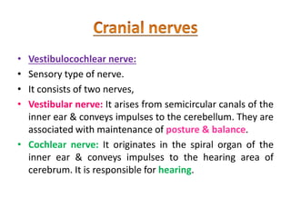 • Vestibulocochlear nerve:
• Sensory type of nerve.
• It consists of two nerves,
• Vestibular nerve: It arises from semicircular canals of the
inner ear & conveys impulses to the cerebellum. They are
associated with maintenance of posture & balance.
• Cochlear nerve: It originates in the spiral organ of the
inner ear & conveys impulses to the hearing area of
cerebrum. It is responsible for hearing.
 