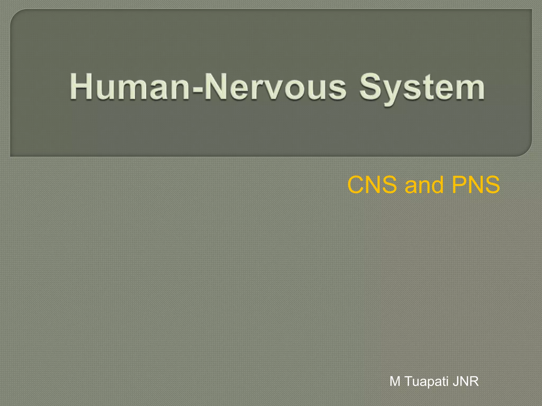 Human Nervous System | PPT