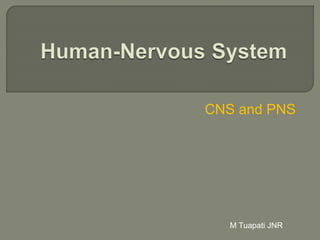 CNS and PNS
M Tuapati JNR
 