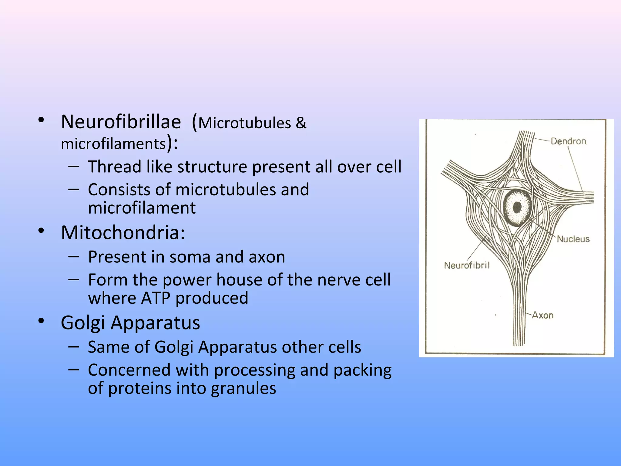 • Neurofibrillae (Microtubules &
microfilaments):
– Thread like structure present all over cell
– Consists of microtubules and
microfilament
• Mitochondria:
– Present in soma and axon
– Form the power house of the nerve cell
where ATP produced
• Golgi Apparatus
– Same of Golgi Apparatus other cells
– Concerned with processing and packing
of proteins into granules
 