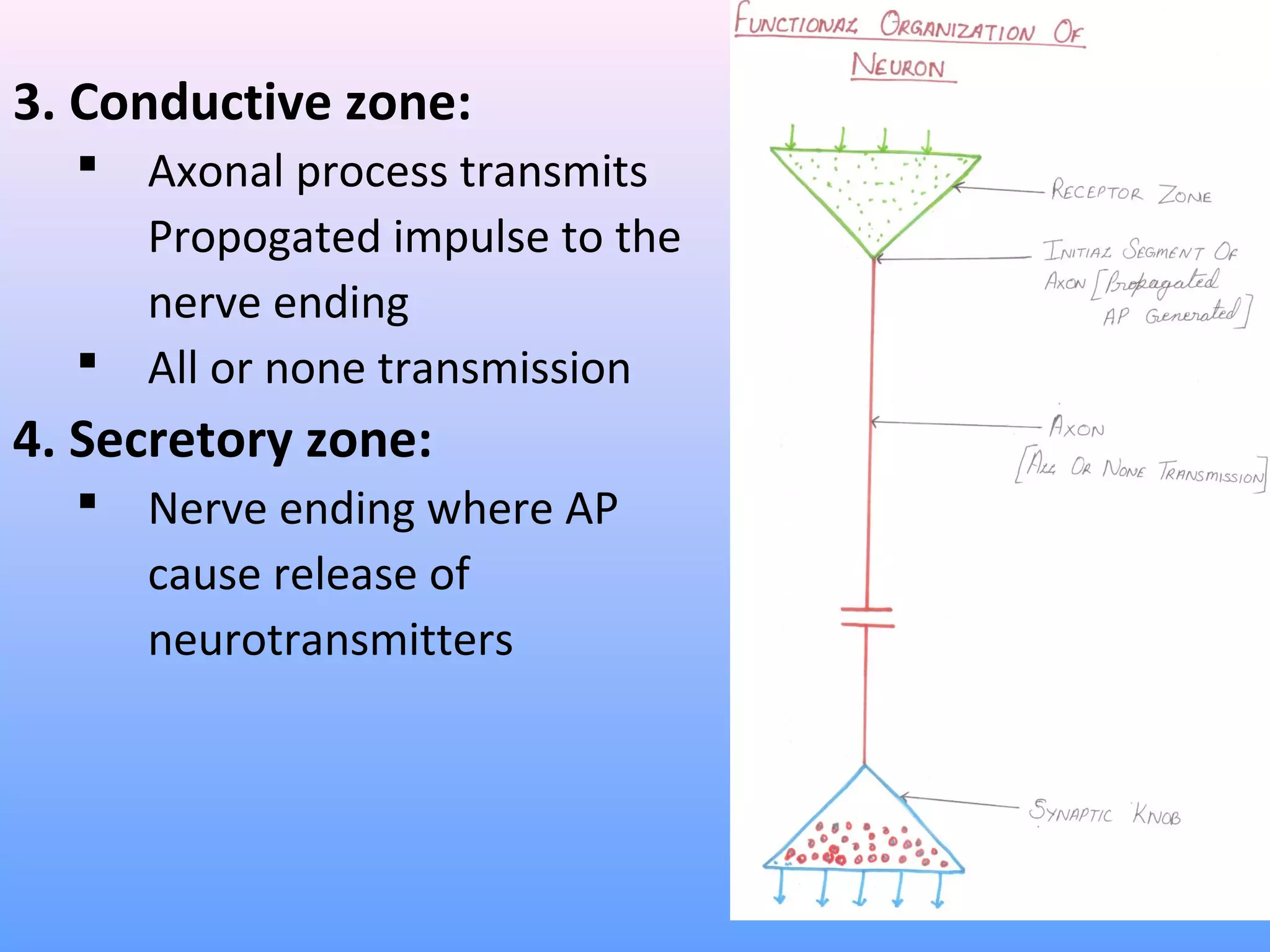 3. Conductive zone:
 Axonal process transmits
Propogated impulse to the
nerve ending
 All or none transmission
4. Secretory zone:
 Nerve ending where AP
cause release of
neurotransmitters
 
