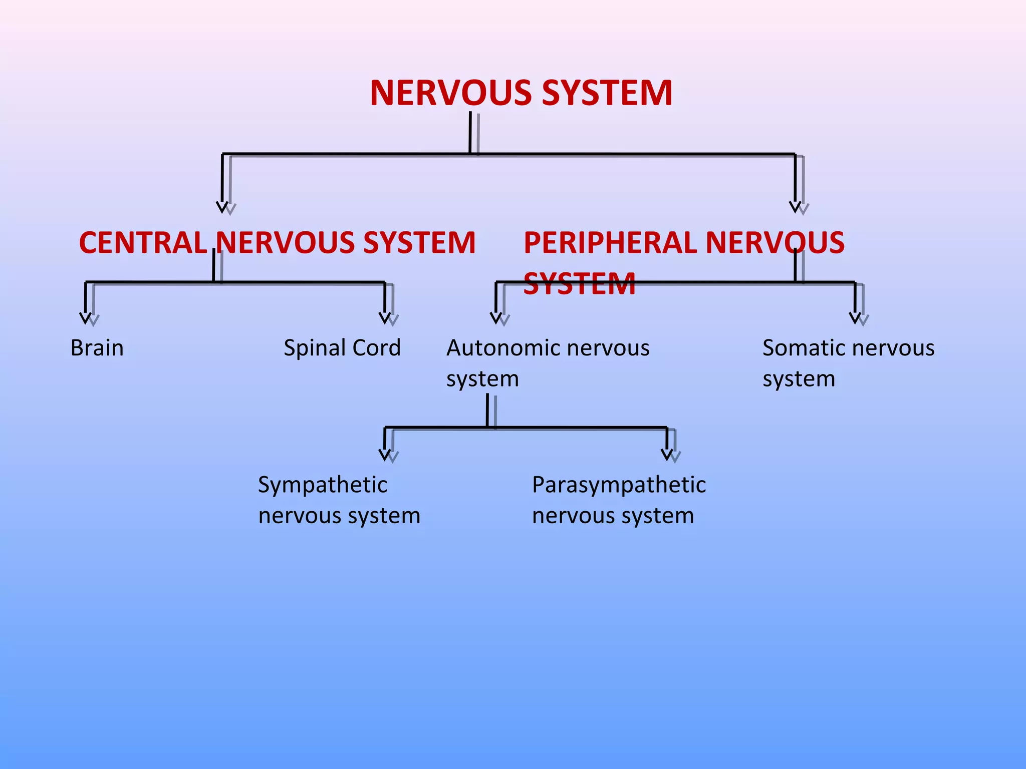 NERVOUS SYSTEM
CENTRAL NERVOUS SYSTEM PERIPHERAL NERVOUS
SYSTEM
Brain Spinal Cord Autonomic nervous
system
Somatic nervous
system
Sympathetic
nervous system
Parasympathetic
nervous system
 