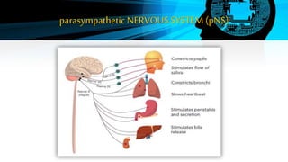 parasympathetic NERVOUS SYSTEM (pNS)
 