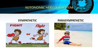 AUTONOMIC NERVOUSSYSTEM
SYMPATHETIC PARASYMPATHETIC
 