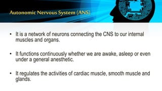 Autonomic Nervous System (ANS)
• It is a network of neurons connecting the CNS to our internal
muscles and organs.
• It functions continuously whether we are awake, asleep or even
under a general anesthetic.
• It regulates the activities of cardiac muscle, smooth muscle and
glands.
 