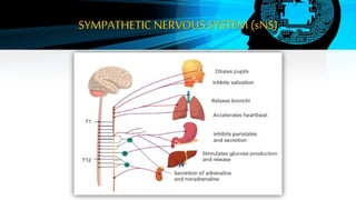 SYMPATHETIC NERVOUS SYSTEM (sNS)
 