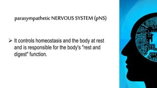 parasympathetic NERVOUS SYSTEM (pNS)
 It controls homeostasis and the body at rest
and is responsible for the body's "rest and
digest" function.
 