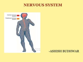 NERVOUS SYSTEM
-ASHISH BUDHWAR
 