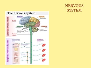 NERVOUS
SYSTEM
 