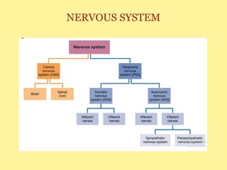 NERVOUS SYSTEM
 