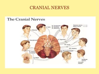 CRANIAL NERVES
 
