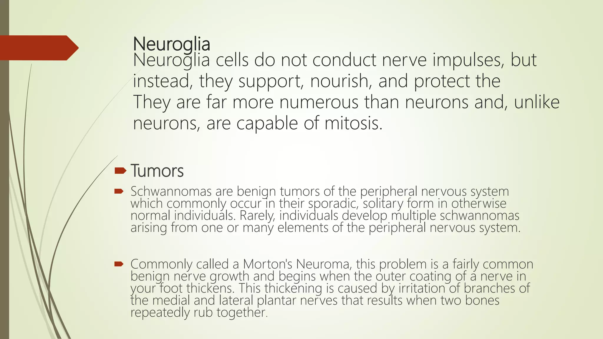 Neuroglia
Neuroglia cells do not conduct nerve impulses, but
instead, they support, nourish, and protect the
They are far more numerous than neurons and, unlike
neurons, are capable of mitosis.
Tumors
 Schwannomas are benign tumors of the peripheral nervous system
which commonly occur in their sporadic, solitary form in otherwise
normal individuals. Rarely, individuals develop multiple schwannomas
arising from one or many elements of the peripheral nervous system.
 Commonly called a Morton's Neuroma, this problem is a fairly common
benign nerve growth and begins when the outer coating of a nerve in
your foot thickens. This thickening is caused by irritation of branches of
the medial and lateral plantar nerves that results when two bones
repeatedly rub together.
 