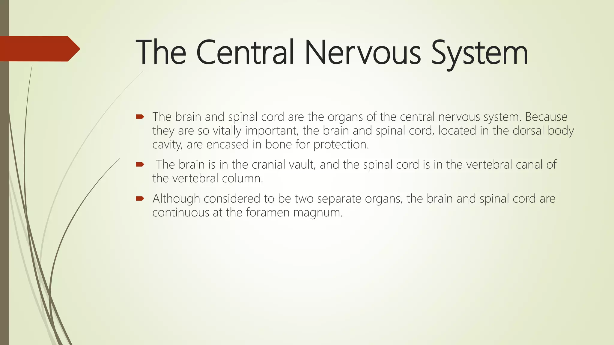 The Central Nervous System
 The brain and spinal cord are the organs of the central nervous system. Because
they are so vitally important, the brain and spinal cord, located in the dorsal body
cavity, are encased in bone for protection.
 The brain is in the cranial vault, and the spinal cord is in the vertebral canal of
the vertebral column.
 Although considered to be two separate organs, the brain and spinal cord are
continuous at the foramen magnum.
 