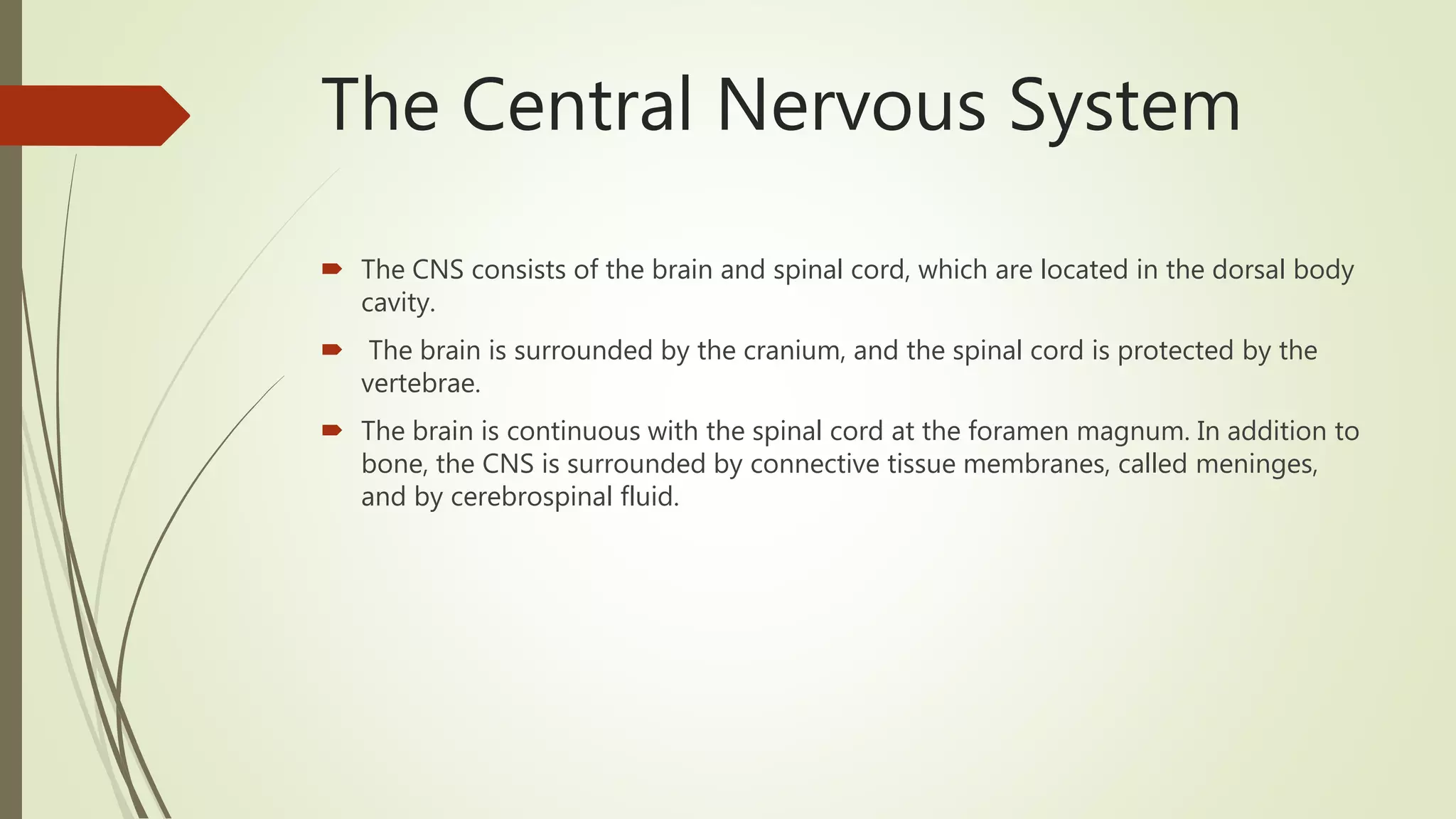 The Central Nervous System
 The CNS consists of the brain and spinal cord, which are located in the dorsal body
cavity.
 The brain is surrounded by the cranium, and the spinal cord is protected by the
vertebrae.
 The brain is continuous with the spinal cord at the foramen magnum. In addition to
bone, the CNS is surrounded by connective tissue membranes, called meninges,
and by cerebrospinal fluid.
 