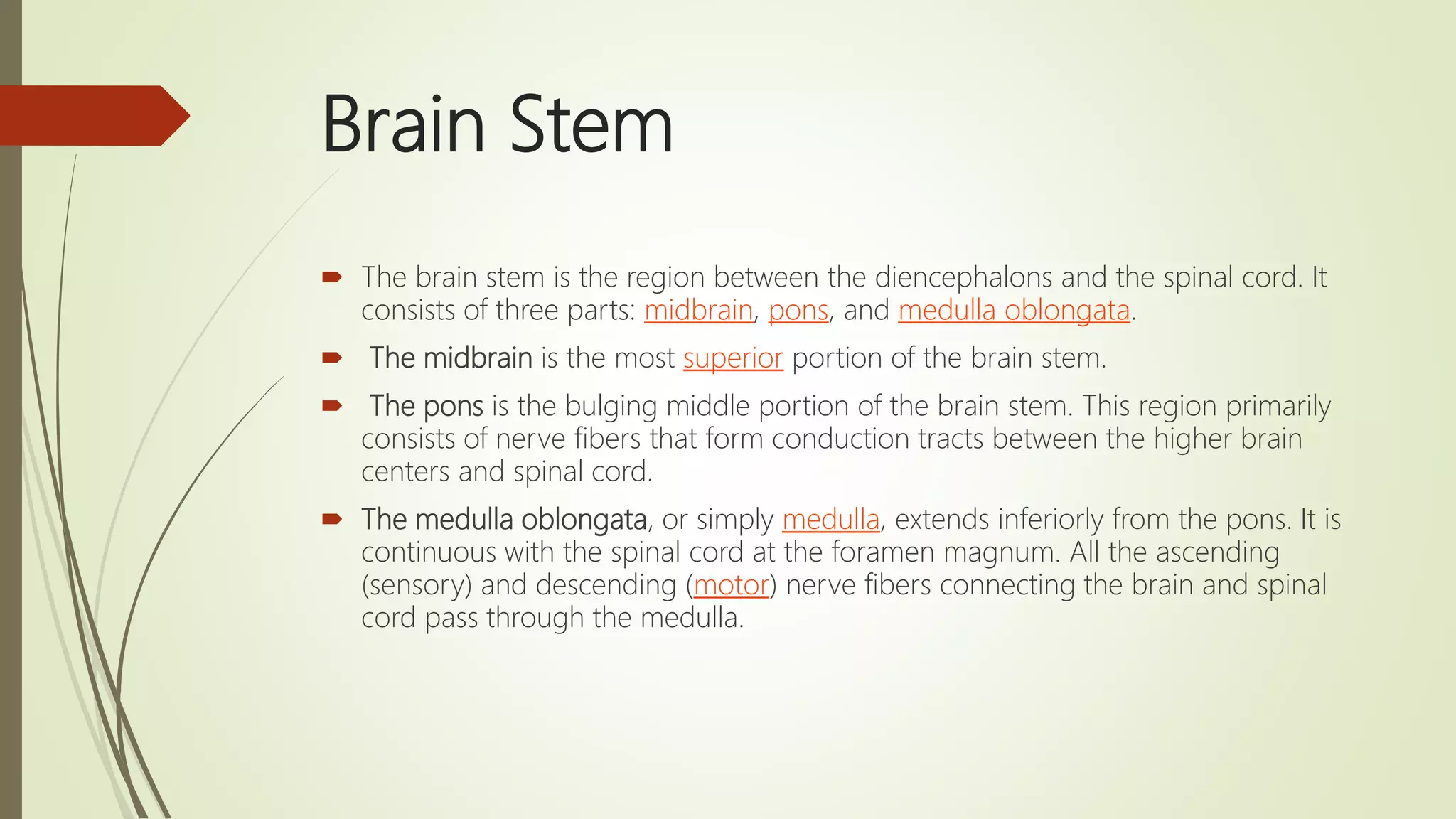 Brain Stem
 The brain stem is the region between the diencephalons and the spinal cord. It
consists of three parts: midbrain, pons, and medulla oblongata.
 The midbrain is the most superior portion of the brain stem.
 The pons is the bulging middle portion of the brain stem. This region primarily
consists of nerve fibers that form conduction tracts between the higher brain
centers and spinal cord.
 The medulla oblongata, or simply medulla, extends inferiorly from the pons. It is
continuous with the spinal cord at the foramen magnum. All the ascending
(sensory) and descending (motor) nerve fibers connecting the brain and spinal
cord pass through the medulla.
 