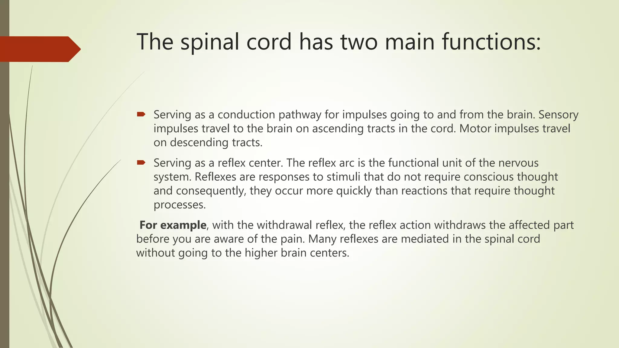 The spinal cord has two main functions:
 Serving as a conduction pathway for impulses going to and from the brain. Sensory
impulses travel to the brain on ascending tracts in the cord. Motor impulses travel
on descending tracts.
 Serving as a reflex center. The reflex arc is the functional unit of the nervous
system. Reflexes are responses to stimuli that do not require conscious thought
and consequently, they occur more quickly than reactions that require thought
processes.
For example, with the withdrawal reflex, the reflex action withdraws the affected part
before you are aware of the pain. Many reflexes are mediated in the spinal cord
without going to the higher brain centers.
 