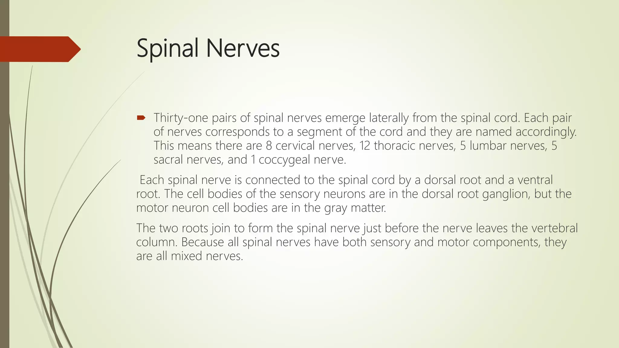 Spinal Nerves
 Thirty-one pairs of spinal nerves emerge laterally from the spinal cord. Each pair
of nerves corresponds to a segment of the cord and they are named accordingly.
This means there are 8 cervical nerves, 12 thoracic nerves, 5 lumbar nerves, 5
sacral nerves, and 1 coccygeal nerve.
Each spinal nerve is connected to the spinal cord by a dorsal root and a ventral
root. The cell bodies of the sensory neurons are in the dorsal root ganglion, but the
motor neuron cell bodies are in the gray matter.
The two roots join to form the spinal nerve just before the nerve leaves the vertebral
column. Because all spinal nerves have both sensory and motor components, they
are all mixed nerves.
 
