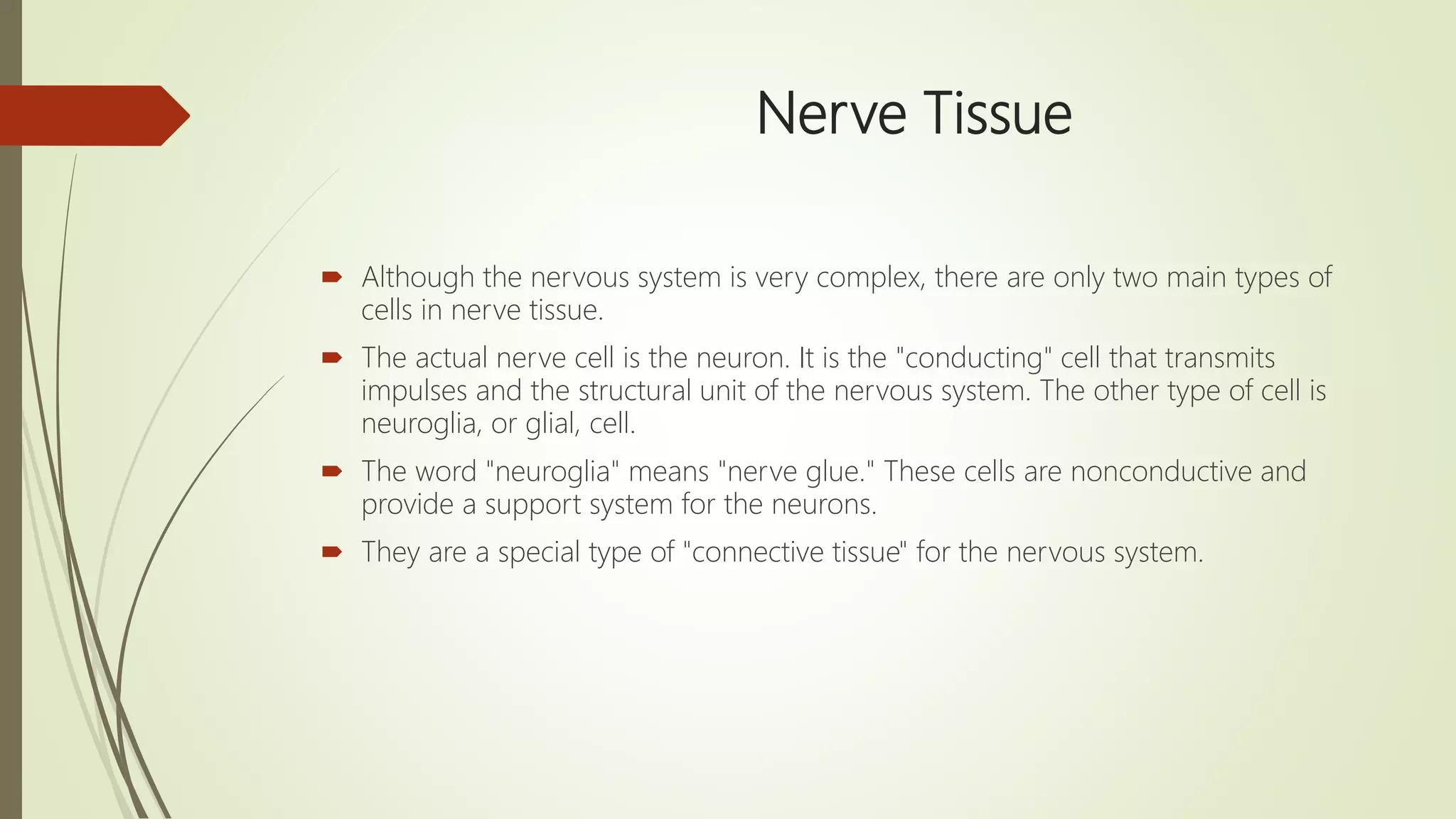Nerve Tissue
 Although the nervous system is very complex, there are only two main types of
cells in nerve tissue.
 The actual nerve cell is the neuron. It is the "conducting" cell that transmits
impulses and the structural unit of the nervous system. The other type of cell is
neuroglia, or glial, cell.
 The word "neuroglia" means "nerve glue." These cells are nonconductive and
provide a support system for the neurons.
 They are a special type of "connective tissue" for the nervous system.
 