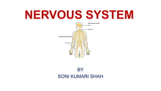 NERVOUS SYSTEM
BY
SONI KUMARI SHAH
 