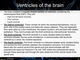 Ventricles of the brain
• The brain contains 4 irregular-shaped cavities, or ventricles, containing the
cerebrospinal fluid (CSF). They are:
– Right and left lateral ventricles
– Third ventricle
– Fourth ventricle
• The lateral ventricles: These cavities lie within the cerebral hemispheres, one on
each side of the median plane just below the corpus callosum. They are separated
from each other by a thin membrane, the septum lucidum, and are lined with ciliated
epithelium. They communicate with the third ventricle by interventricular foramina.
• The third ventricle: The third ventricle is a cavity situated below the lateral
ventricles between the two parts of thalamus. It communicates with the fourth
ventricle by a canal, the cerebral aqueduct.
• The fourth ventricle: The fourth ventricle is a diamond-shaped cavity situated below
and behind the third ventricle, between the cerebellum and pons. It is continuous
below with the central canal of the spinal cord and communicates with the
subarachnoid space by foramina in its roof. CSF enters the subarachnoid space
through these openings and through the open distal end of the central canal of the
spinal cord.
3/26/2020 10
 