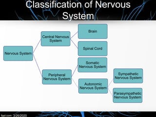 Nervous System
Central Nervous
System
Brain
Spinal Cord
Peripheral
Nervous System
Somatic
Nervous System
Autonomic
Nervous System
Parasympathetic
Nervous System
Sympathetic
Nervous System
Classification of Nervous
System
3/26/2020
 