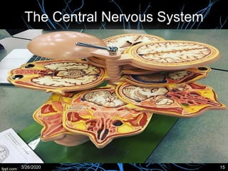 The Central Nervous System
3/26/2020 15
 