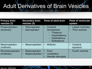 Adult Derivatives of Brain Vesicles
Primary brain
vesicles (3)
Secondary brain
vesicles (5)
Parts of adult brain Parts of ventricular
system
Prosencephalon
(forebrain)
• Telencephalon
• Diencephalon
• Cerebral
hemispheres
- Thalamus
- Hypothalamus
- Subthalamus
- Epithalamus
• Lateral ventricles
• Third ventricle
Mesencephalon
(midbrain)
• Mesencephalon • Midbrain • Cerebral
aqueduct
Rhombencephalon
(hindbrain)
• Metencephalon
• Myelencephalon
• Pons
• Cerebellum
• Medulla oblongata
• Fourth ventricle
3/26/2020
16
 