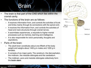 Brain
• The brain is that part of the CNS which lies within the
cranial cavity.
• The functions of the brain are as follows:
– It receives information from, and controls the activities of trunk
and limbs mainly through its connections with the spinal cord.
– It receives the information from, and controls the activities of
head and neck structures through cranial nerves.
– It assimilates experiences, a requisite to higher mental
processes such as memory, learning and intelligence.
– It is also responsible for one’s personality, thoughts and
aspirations.
• Parts of the brain:
– The adult brain constitutes about one-fiftieth of the body
weight and weighs about 1400 g in males and 1200 g in
females.
– It consists of six major parts: The cerebrum, the diencephalon,
the midbrain, the medulla oblongata and the cerebellum.
– The midbrain, pons and medulla oblongata collectively form
the brain stem.
3/26/2020 17
 
