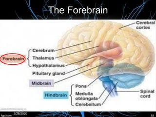 The Forebrain
3/26/2020
18
 