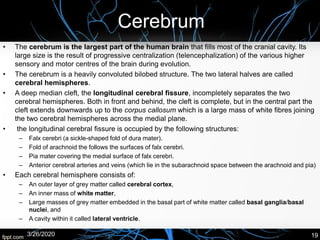 Cerebrum
• The cerebrum is the largest part of the human brain that fills most of the cranial cavity. Its
large size is the result of progressive centralization (telencephalization) of the various higher
sensory and motor centres of the brain during evolution.
• The cerebrum is a heavily convoluted bilobed structure. The two lateral halves are called
cerebral hemispheres.
• A deep median cleft, the longitudinal cerebral fissure, incompletely separates the two
cerebral hemispheres. Both in front and behind, the cleft is complete, but in the central part the
cleft extends downwards up to the corpus callosum which is a large mass of white fibres joining
the two cerebral hemispheres across the medial plane.
• the longitudinal cerebral fissure is occupied by the following structures:
– Falx cerebri (a sickle-shaped fold of dura mater).
– Fold of arachnoid the follows the surfaces of falx cerebri.
– Pia mater covering the medial surface of falx cerebri.
– Anterior cerebral arteries and veins (which lie in the subarachnoid space between the arachnoid and pia)
• Each cerebral hemisphere consists of:
– An outer layer of grey matter called cerebral cortex,
– An inner mass of white matter,
– Large masses of grey matter embedded in the basal part of white matter called basal ganglia/basal
nuclei, and
– A cavity within it called lateral ventricle.
3/26/2020 19
 