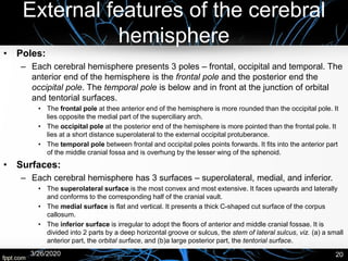 External features of the cerebral
hemisphere
• Poles:
– Each cerebral hemisphere presents 3 poles – frontal, occipital and temporal. The
anterior end of the hemisphere is the frontal pole and the posterior end the
occipital pole. The temporal pole is below and in front at the junction of orbital
and tentorial surfaces.
• The frontal pole at thee anterior end of the hemisphere is more rounded than the occipital pole. It
lies opposite the medial part of the superciliary arch.
• The occipital pole at the posterior end of the hemisphere is more pointed than the frontal pole. It
lies at a short distance superolateral to the external occipital protuberance.
• The temporal pole between frontal and occipital poles points forwards. It fits into the anterior part
of the middle cranial fossa and is overhung by the lesser wing of the sphenoid.
• Surfaces:
– Each cerebral hemisphere has 3 surfaces – superolateral, medial, and inferior.
• The superolateral surface is the most convex and most extensive. It faces upwards and laterally
and conforms to the corresponding half of the cranial vault.
• The medial surface is flat and vertical. It presents a thick C-shaped cut surface of the corpus
callosum.
• The inferior surface is irregular to adopt the floors of anterior and middle cranial fossae. It is
divided into 2 parts by a deep horizontal groove or sulcus, the stem of lateral sulcus, viz. (a) a small
anterior part, the orbital surface, and (b)a large posterior part, the tentorial surface.
3/26/2020 20
 
