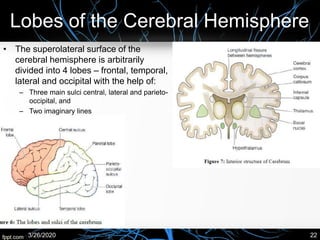 Lobes of the Cerebral Hemisphere
• The superolateral surface of the
cerebral hemisphere is arbitrarily
divided into 4 lobes – frontal, temporal,
lateral and occipital with the help of:
– Three main sulci central, lateral and parieto-
occipital, and
– Two imaginary lines
3/26/2020 22
 