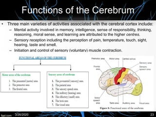 Functions of the Cerebrum
• Three main varieties of activities associated with the cerebral cortex include:
– Mental activity involved in memory, intelligence, sense of responsibility, thinking,
reasoning, moral sense, and learning are attributed to the higher centres.
– Sensory reception including the perception of pain, temperature, touch, sight,
hearing, taste and smell.
– Initiation and control of sensory (voluntary) muscle contraction.
3/26/2020 23
 