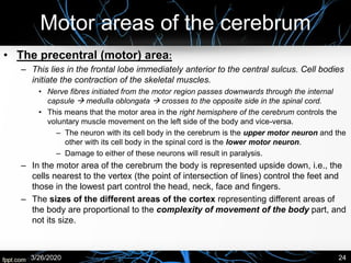 Motor areas of the cerebrum
• The precentral (motor) area:
– This lies in the frontal lobe immediately anterior to the central sulcus. Cell bodies
initiate the contraction of the skeletal muscles.
• Nerve fibres initiated from the motor region passes downwards through the internal
capsule → medulla oblongata → crosses to the opposite side in the spinal cord.
• This means that the motor area in the right hemisphere of the cerebrum controls the
voluntary muscle movement on the left side of the body and vice-versa.
– The neuron with its cell body in the cerebrum is the upper motor neuron and the
other with its cell body in the spinal cord is the lower motor neuron.
– Damage to either of these neurons will result in paralysis.
– In the motor area of the cerebrum the body is represented upside down, i.e., the
cells nearest to the vertex (the point of intersection of lines) control the feet and
those in the lowest part control the head, neck, face and fingers.
– The sizes of the different areas of the cortex representing different areas of
the body are proportional to the complexity of movement of the body part, and
not its size.
3/26/2020 24
 