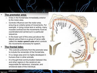 • The premotor area:
– It lies in the frontal lobe immediately anterior
to the motor area.
– Controls influence over the motor area,
ensuring an orderly series of movements. For
example, in tying a shoe lace or writing, many
muscles contract but the movements must be
coordinated and carried out in a particular
sequence.
– In the lower part of this area just above the
lateral sulcus there is a group of nerve cells
called the motor speech area which controls
the movements necessary for speech.
• The frontal lobe:
– This extends anteriorly from the premotor area
to include the remainder of the frontal lobe.
– It is a large area and it is highly developed in
humans than in other animals.
– It is thought that communication between this
and other regions in the cerebrum are
responsible for behaviour, character, and
emotional state of the individual.
3/26/2020 25
 