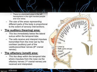 • There is a dominant area in the left
hemisphere in the right handed people
and vice versa.
– The size of the areas representing
different parts of the body is proportional
to the extent of sensory interventions.
• The auditory (hearing) area:
– This lies immediately below the lateral
sulcus within the temporal lobe.
– The cells receive and interpret impulses
transmitted from the inner ear by the
cochlear (auditory) part of the
vestibulocochlear nerves (8th cranial
nerves).
• The olfactory (smell) area:
– This lies deep within the temporal lobe
where impulses from the nose via the
olfactory nerves (1st cranial nerves) are
received and interpreted.
3/26/2020 27
 