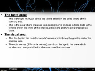 • The taste area:
– This is thought to lie just above the lateral sulcus in the deep layers of the
sensory area.
– This is the area where impulses from special nerve endings in taste buds in the
tongue and in the lining of the cheeks, palate and pharynx are perceived as
taste.
• The visual area:
– This lies behind the parieto-occipital sulcus and includes the greater part of the
occipital lobe.
– The optic nerves (2nd cranial nerves) pass from the eye to this area which
receives and interprets the impulses as visual impressions.
3/26/2020 28
 