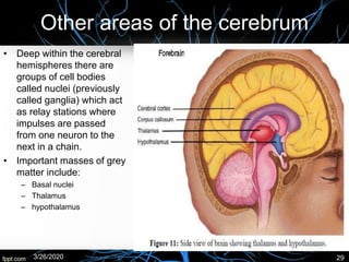 Other areas of the cerebrum
• Deep within the cerebral
hemispheres there are
groups of cell bodies
called nuclei (previously
called ganglia) which act
as relay stations where
impulses are passed
from one neuron to the
next in a chain.
• Important masses of grey
matter include:
– Basal nuclei
– Thalamus
– hypothalamus
3/26/2020 29
 