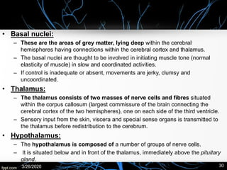 • Basal nuclei:
– These are the areas of grey matter, lying deep within the cerebral
hemispheres having connections within the cerebral cortex and thalamus.
– The basal nuclei are thought to be involved in initiating muscle tone (normal
elasticity of muscle) in slow and coordinated activities.
– If control is inadequate or absent, movements are jerky, clumsy and
uncoordinated.
• Thalamus:
– The thalamus consists of two masses of nerve cells and fibres situated
within the corpus callosum (largest commissure of the brain connecting the
cerebral cortex of the two hemispheres), one on each side of the third ventricle.
– Sensory input from the skin, viscera and special sense organs is transmitted to
the thalamus before redistribution to the cerebrum.
• Hypothalamus:
– The hypothalamus is composed of a number of groups of nerve cells.
– It is situated below and in front of the thalamus, immediately above the pituitary
gland.
3/26/2020 30
 
