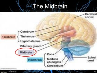 The Midbrain
3/26/2020 32
 