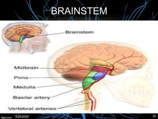 BRAINSTEM
3/26/2020 33
 