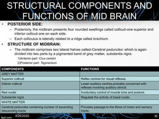 STRUCTURAL COMPONENTS AND
FUNCTIONS OF MID BRAIN
COMPONENTS FUNCTIONS
GREY MATTER
Superior colliculi Reflex centres for visual reflexes.
Inferior colliculi Lower auditory centres,probably concerned with
reflexes involving auditory stimuli.
Red nuclei Involuntary control of muscle tone and posture.
Substantia nigra Regulate the activity of basal nuclei.
WHITE MATTER
Cerebral peduncles containing number of ascending
descending tracts
Provides passage to the fibres of motor and sensory
tracts.
3/26/2020 36
• POSTERIOR SIDE:
– Posteriorly, the midbrain presents four rounded swellings called colliculi-one superior and
inferior colliculi one on each side.
– Each colliculus is laterally related to a ridge called brachium.
• STRUCTURE OF MIDBRAIN:
– The midbrain comprises two lateral halves called-Cerebral peduncles: which is again
divided into two parts by a pigmented band of grey matter, substantia nigra.
1)Anterior part: Crus cerebri
2)Posterior part: Tegmentum
 